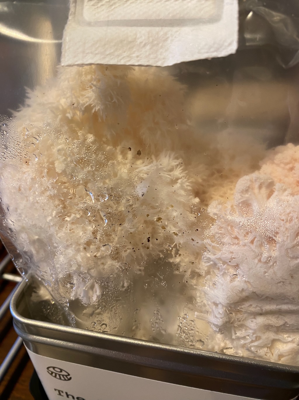 The lion's mane growing in their bag