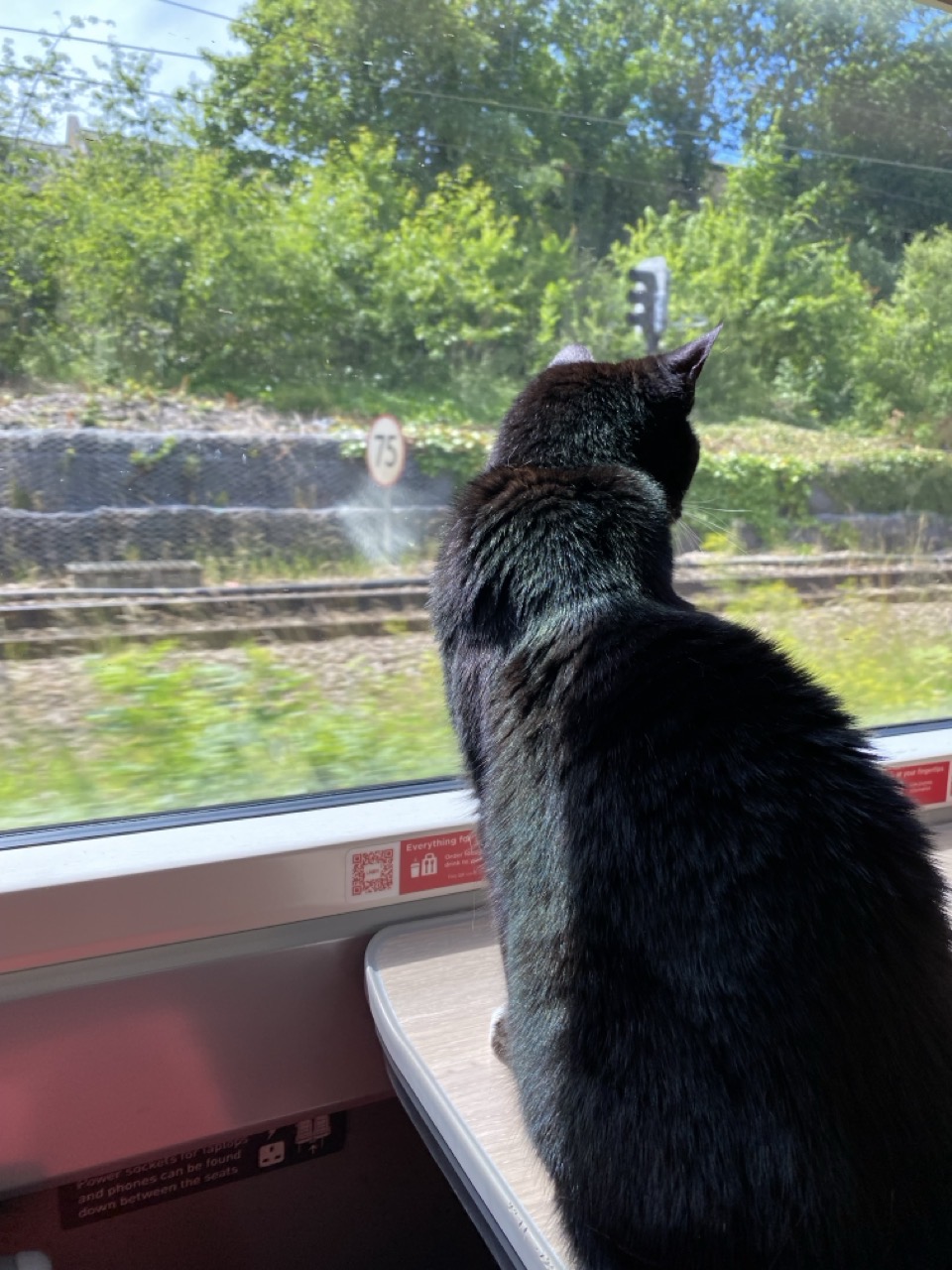 A black cat looking out the window of the train.
