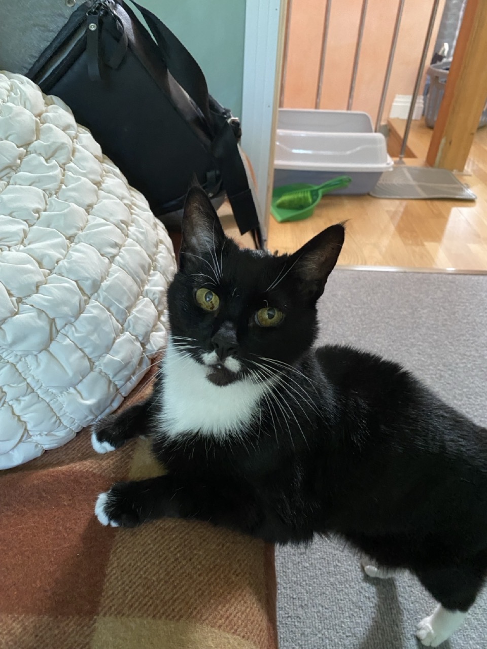 Our black and white cat has her front legs up on the sofa and is looking into the camera beseechingly.