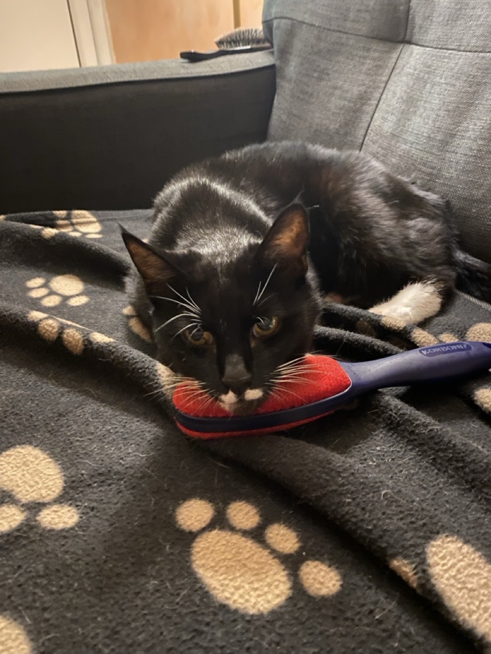 Our black and white cat resting her chin on a lint brush.