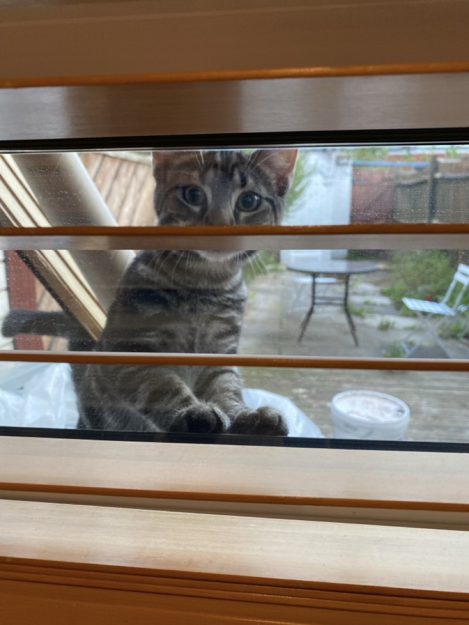 A very cute cat looking at us through our blinds.