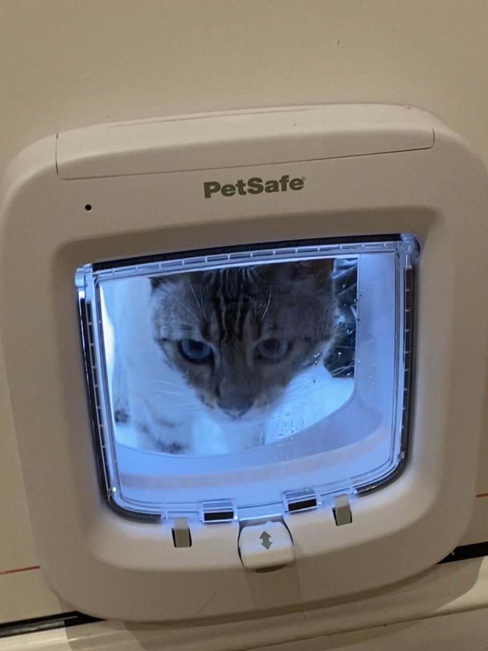 A cream blue eyed cat looking through the cat flap.