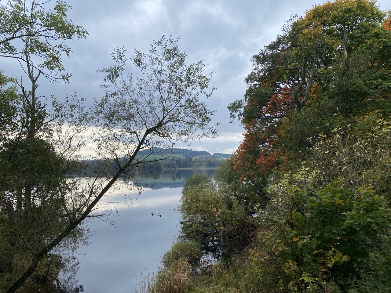 Autumn trees at Loch of Clunie.