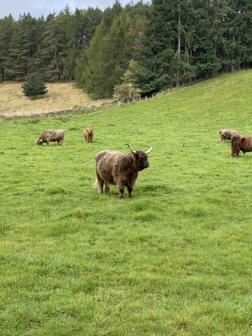 Highland cows in a green field.