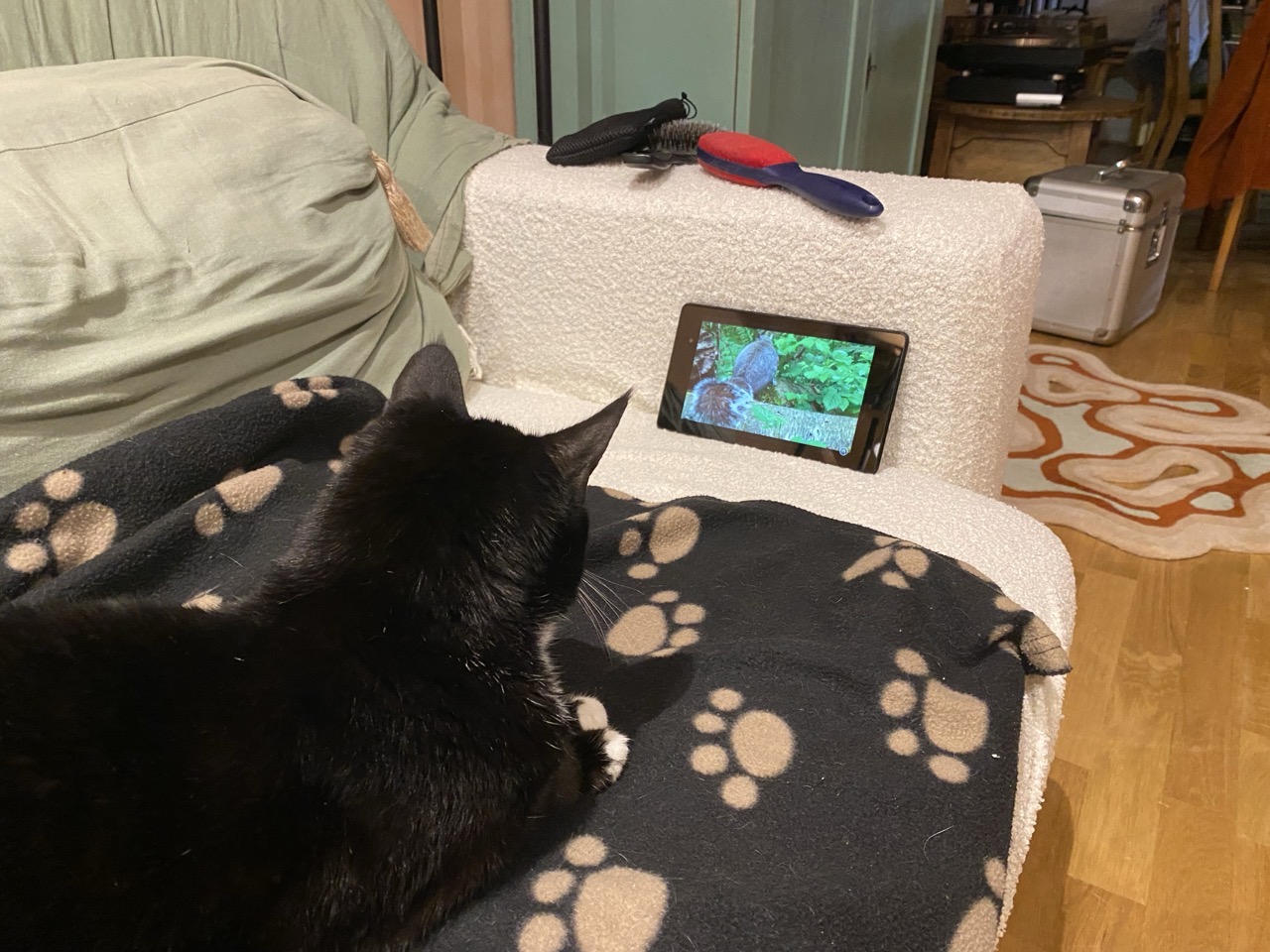 A black and white cat watching a squirrel on a small tablet screen.