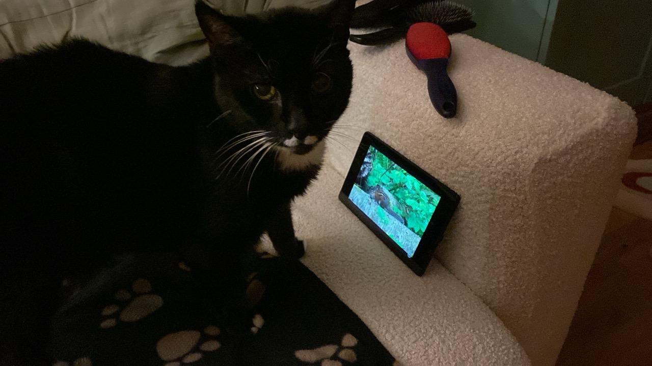 Our cat next to her tablet looking up at the camera.