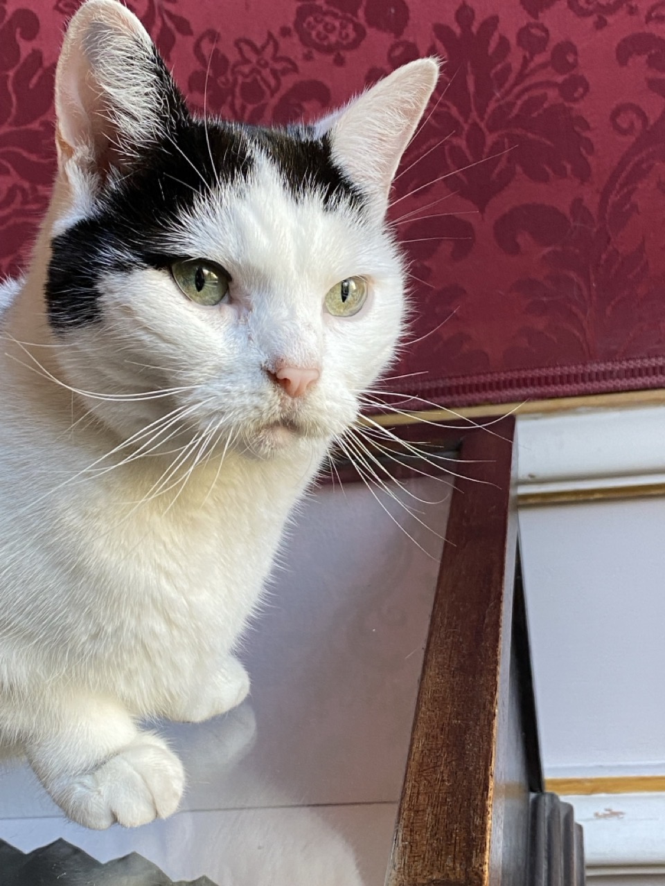 A lovely black and white cat looking into the camera