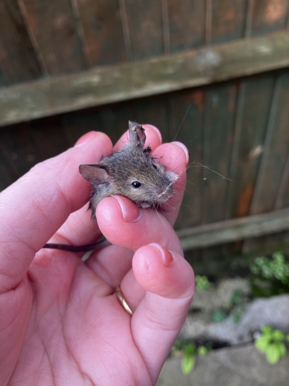 A tiny little mouse. It’s held in Lucy’s hand; my nails aren’t that nice.