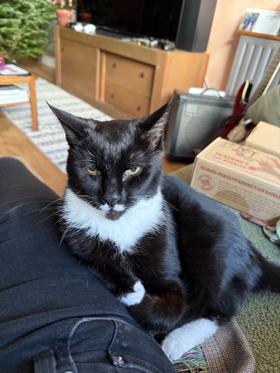 A black and white cat sat either her arms folded and a stern expression