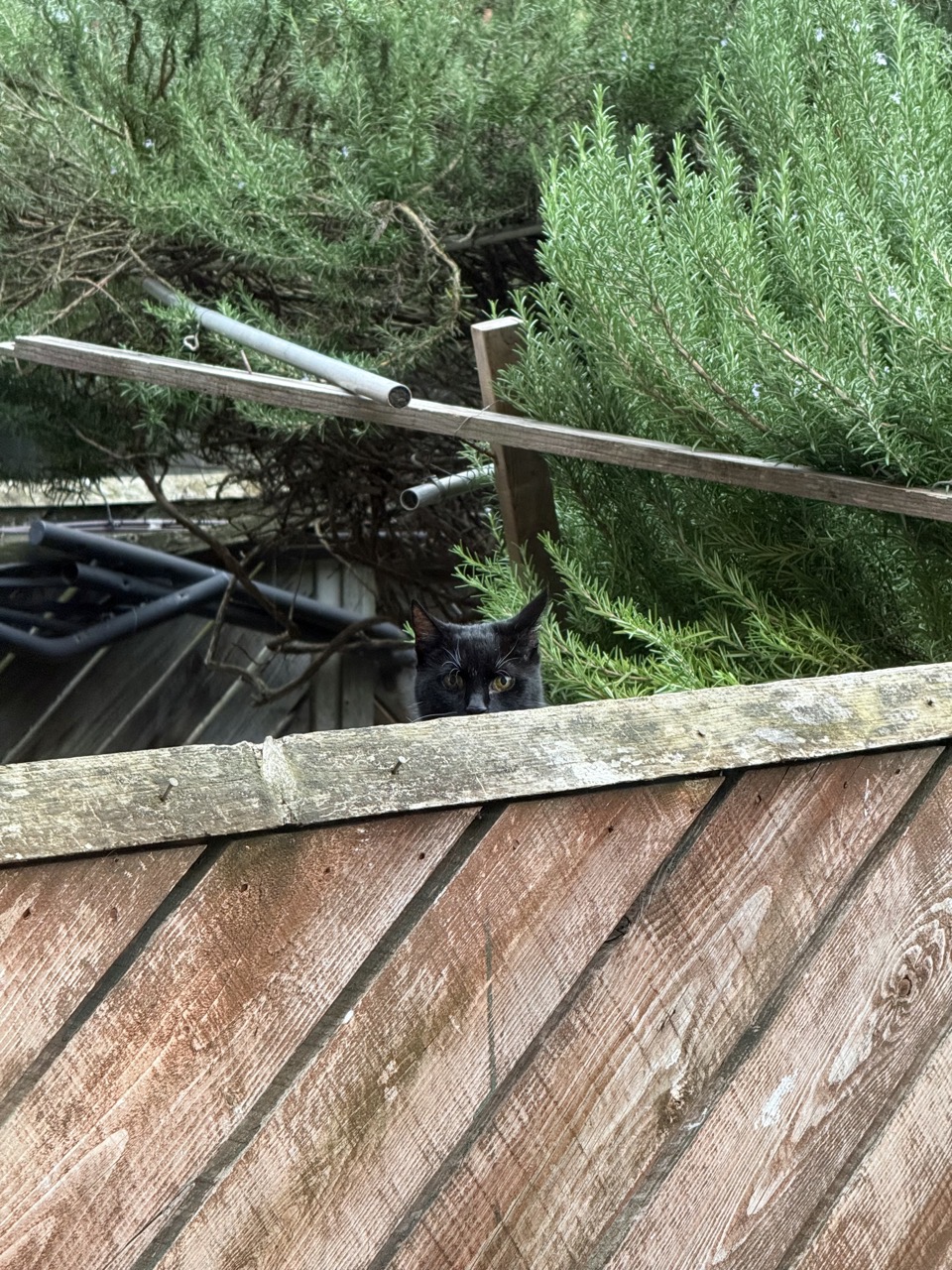 A black cat peeking over a wooden fence with greenery in the background.