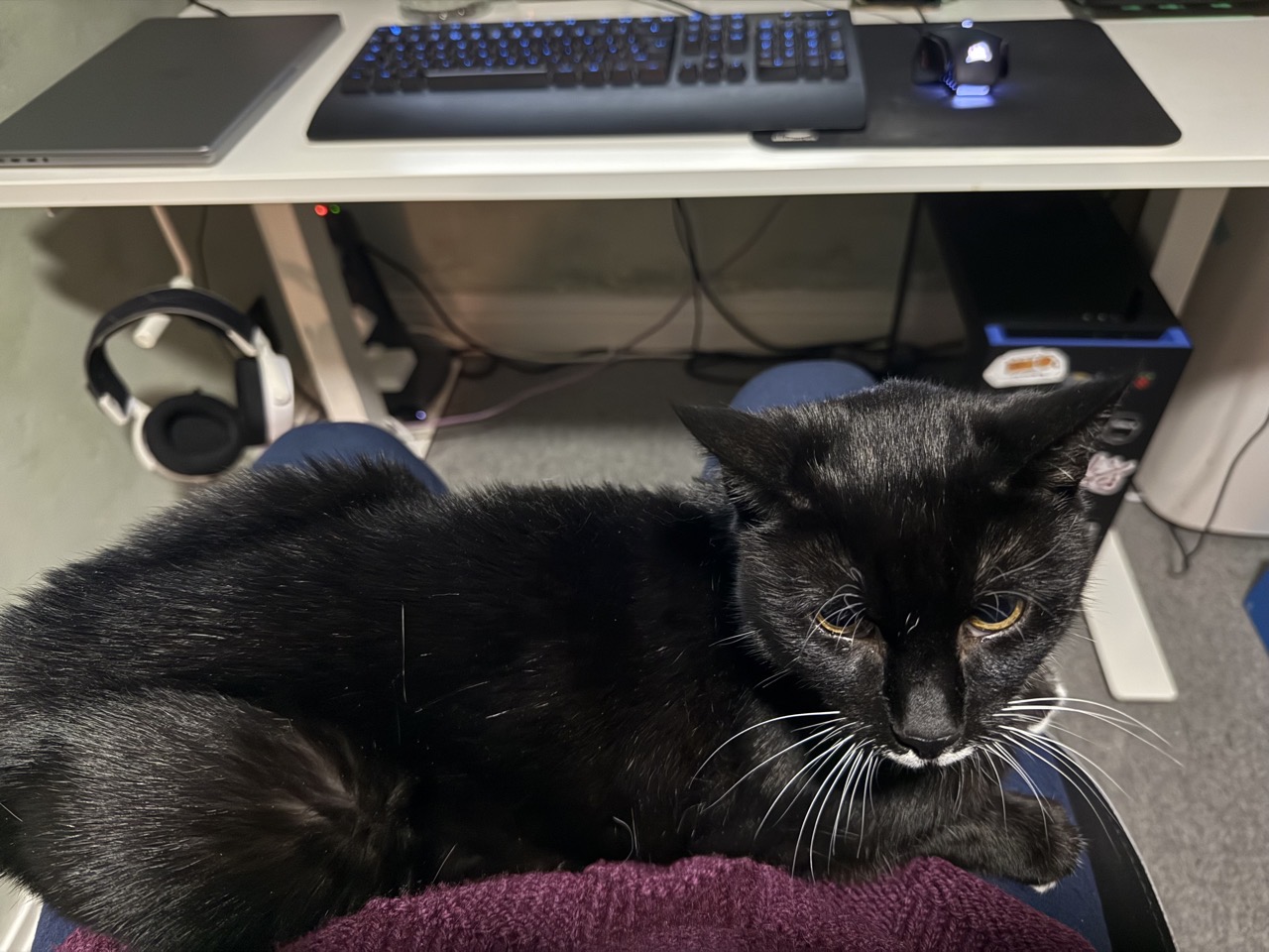 A black cat sitting on a person with a computer keyboard in the background