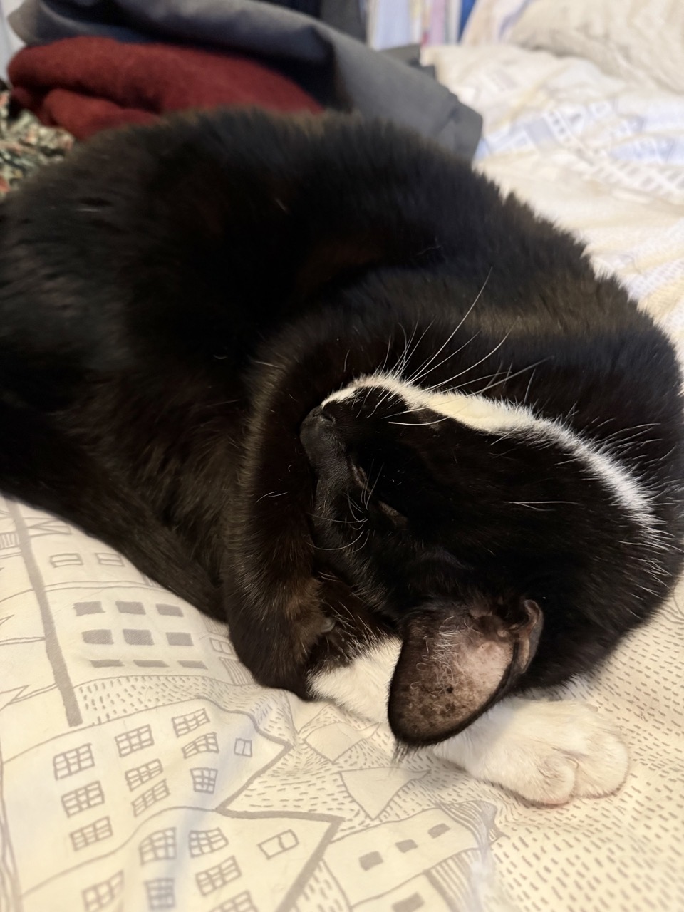 A tuxedo cat folded up like a furry fortune cookie or something