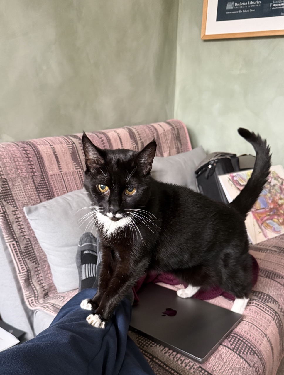 A black and white cat climbing along my leg with a plaintive expression