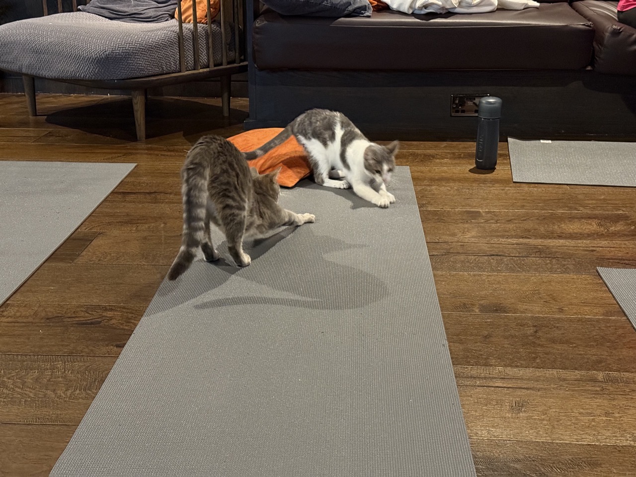 Two little cats scratching at a grey yoga mat.