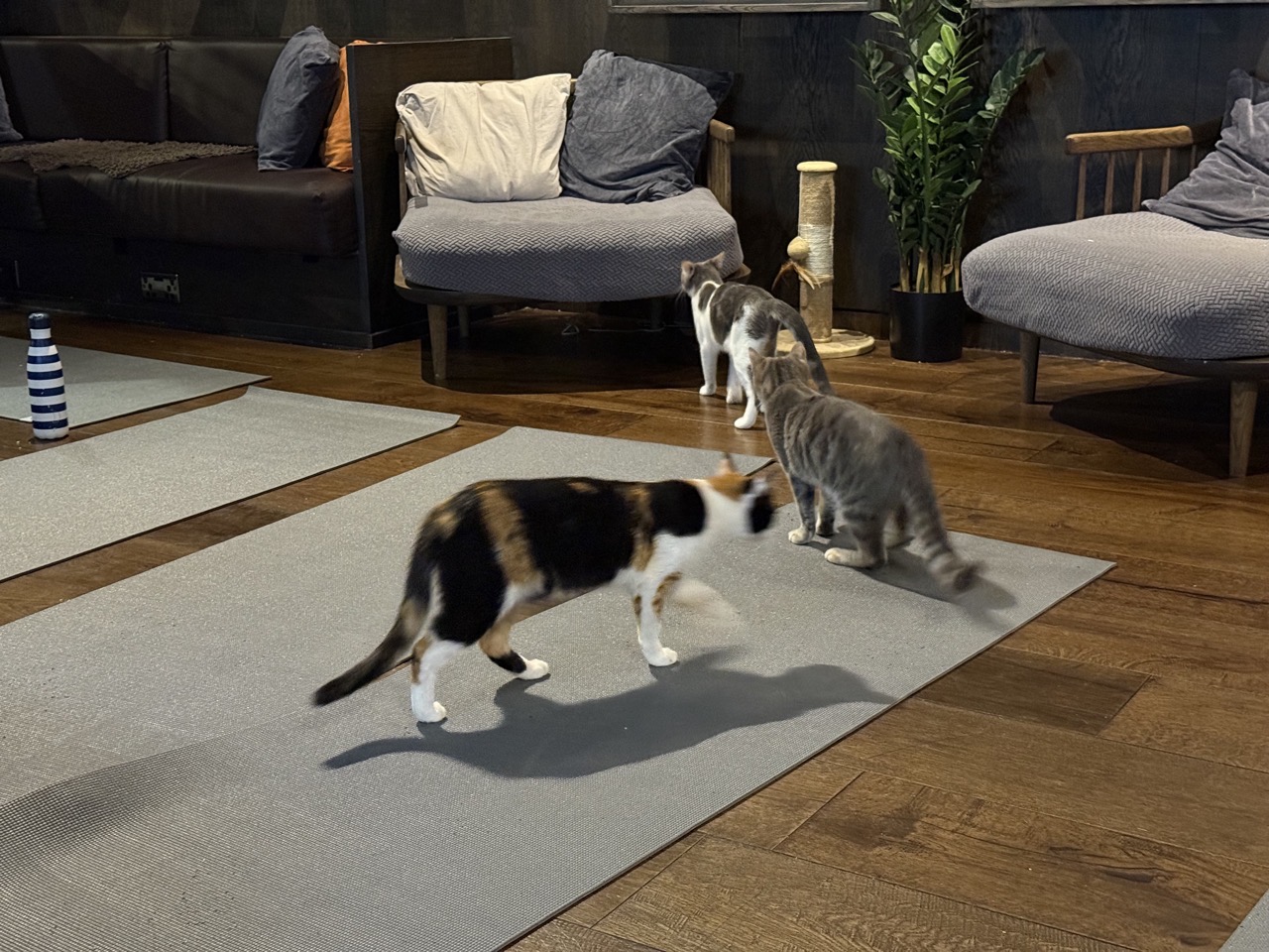 Some more cats on yoga mats